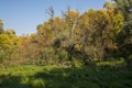 Floodplain forest along the Tisza river