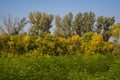 Floodplain forest along the Tisza river