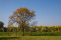 Floodplain forest along the Tisza river