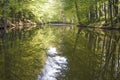 Floodplain forests