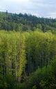 Floodplain Spring Forest - Green-Up in the Valley