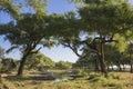 Floodplain by the Zambezi River