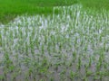 Floods inundated rice fields Damage