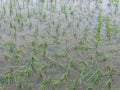 Floods inundated rice fields Damage