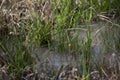 Floodwater in Unkempt Yard