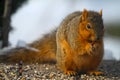 Floofy Fox Squirrel Eating a Nut - Sciurus niger Royalty Free Stock Photo