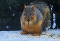 Floofy Furred Fox Squirrel - Sciurus niger