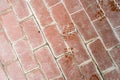 Floor with old terracotta tiles and footprints of wet shoes top view Royalty Free Stock Photo