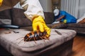 sofa termite control kill cockroach uniform pest pesticide exterminator insect. Generative AI.