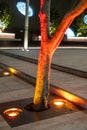Floor recessed uplight, light up the tree at night. Royalty Free Stock Photo