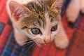 White, striped, kitten meow, on floor, focus, play, playful, face, hair Royalty Free Stock Photo