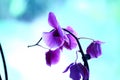 Floor; violet; purple; garden; hortencia Royalty Free Stock Photo