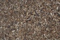 Flooring made of natural tree wood chips. Brown wooden background Royalty Free Stock Photo
