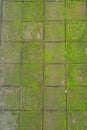 The floortile full of moss Royalty Free Stock Photo
