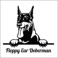 Floppy Ear Doberman - Peeking Dogs - breed face head isolated on white Royalty Free Stock Photo