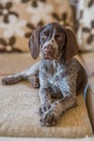 Floppy eared German Shorthaired Pointer sits on sofa