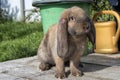 A floppy eared red rabbit