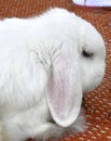 Floppy Eared White Rabbit