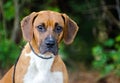 Floppy ears Beagle hound Dog mixed breed Royalty Free Stock Photo