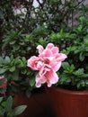 Flor Azalea