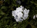 Flor color blanco marfil / white flower Royalty Free Stock Photo