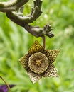 Flor de cactus