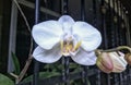 Orquidea white