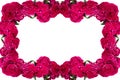 Flor de Terciopelo o Celosia Flower frame, Mexican Flowers for offerings ofrendas in diÃÂ­a de muertos Day of the Dead Mexican Royalty Free Stock Photo