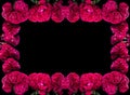 Flor de Terciopelo o Celosia Flower frame, Mexican Flowers for offerings ofrendas in diÃÂ­a de muertos Day of the Dead Mexican Royalty Free Stock Photo