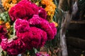 Flor de Terciopelo o Celosia, Mexican Flowers for offerings ofrendas in diÃÂ­a de muertos Day of the Dead Mexican tradition Royalty Free Stock Photo