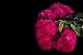 Flor de Terciopelo o Celosia, Mexican Flowers for offerings ofrendas in diÃÂ­a de muertos Day of the Dead Mexican tradition