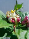 Flor de un arbol de limones