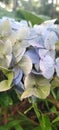 A single hydrangea plant and its varieties of color tones Royalty Free Stock Photo