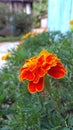 Flor laranja Royalty Free Stock Photo