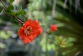 Flor roja de Alicante Spain