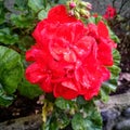 Flor roja, Geranio