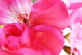 Flor rosa en macro