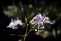 Flor Violeta - Iris japonica o Lirio de JapÃÂ³n Fringed Iris. - Violet Flower - Iris japonica or Lily of Japan Fringed Iris.