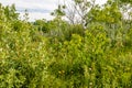 Flora abounds around the ranch. Glenbow Ranch Provincial Recreation Area, Alberta, Canada