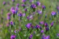 Flora at the Alcoa Wellard wetlands in Perth Royalty Free Stock Photo