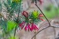 Flora at the Alcoa Wellard wetlands in Perth Royalty Free Stock Photo