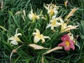 Yellow and Red Iris Flowers Royalty Free Stock Photo