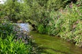 Flora on the banks of the river Royalty Free Stock Photo