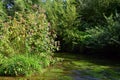 Flora on the banks of the river Royalty Free Stock Photo