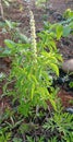 Flora Basil plant plantae planting tradisional herbal