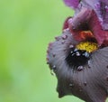 Flora. Black Iris. Blooming Flowers. Beautiful flowers Royalty Free Stock Photo