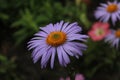 Flora blue blue chamomile with small petals and orange middle close up and drops of rain