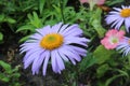 flora blue blue chamomile with small petals and orange middle close up and drops of rain