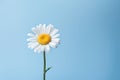 Background daisy flower yellow spring beauty plant white summer chamomile nature blue Royalty Free Stock Photo