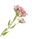 Centaurium erythraea , common centaury Royalty Free Stock Photo